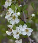 Sandhill hawthorn